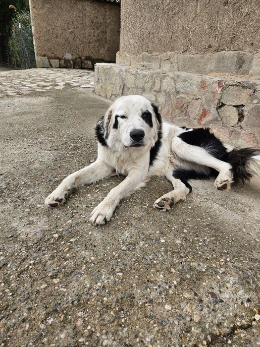 Бруно търси своя дом!