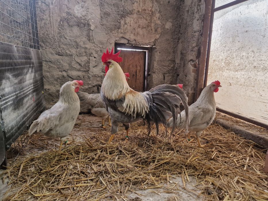 Oua de incubat Italiana gri perlat