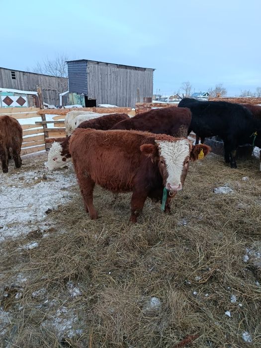 Продам 2ух бычков по 8мес