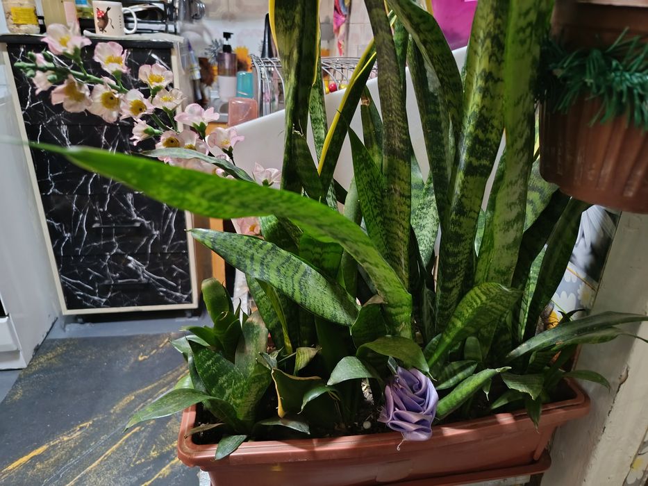 Продаются сансеверии