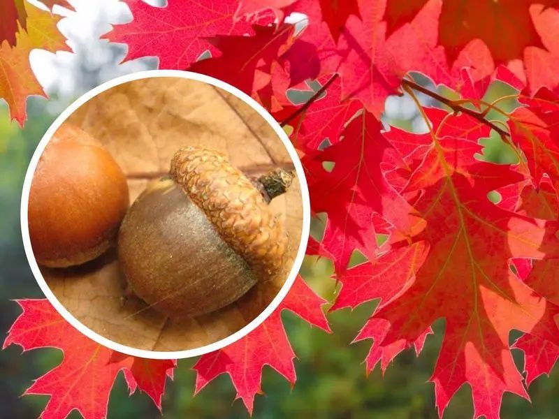 Stejar Roșu American