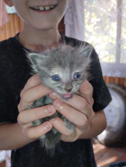 Срочно отдам котят
