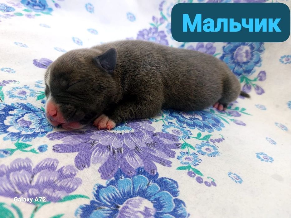 Стаффики к брони