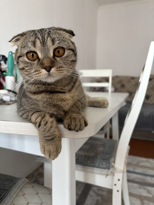 отдам кошку в добрые руки