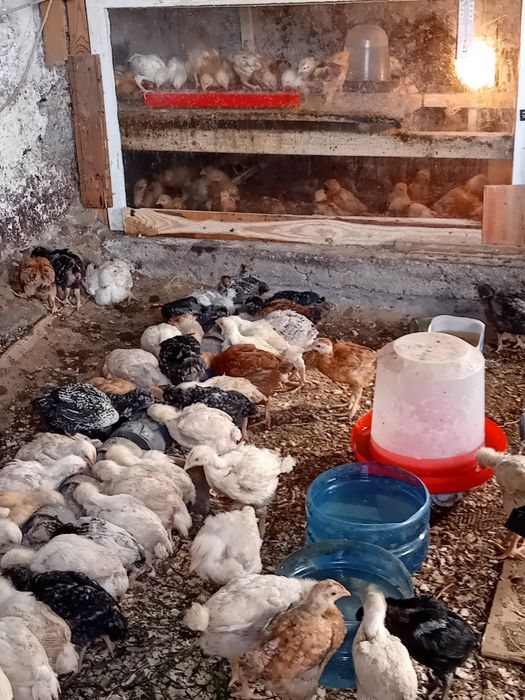 Пилета поладки Легхорн Супер харко