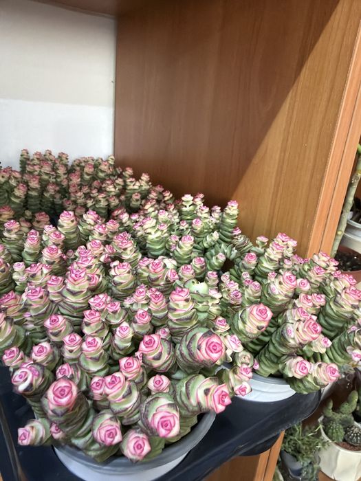 Дешевые цветы к 8 Марта