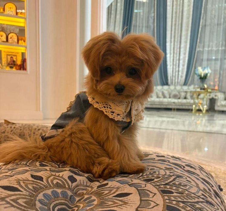 Продам собаку МАЛЬТИМУ