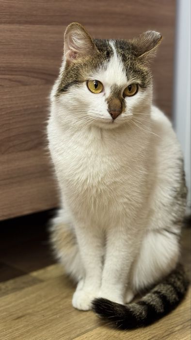 Отдам кошек, девочки. Астана. Ищу дом кошкам