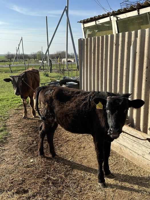 Бұзау сатылады Шымкент срочно