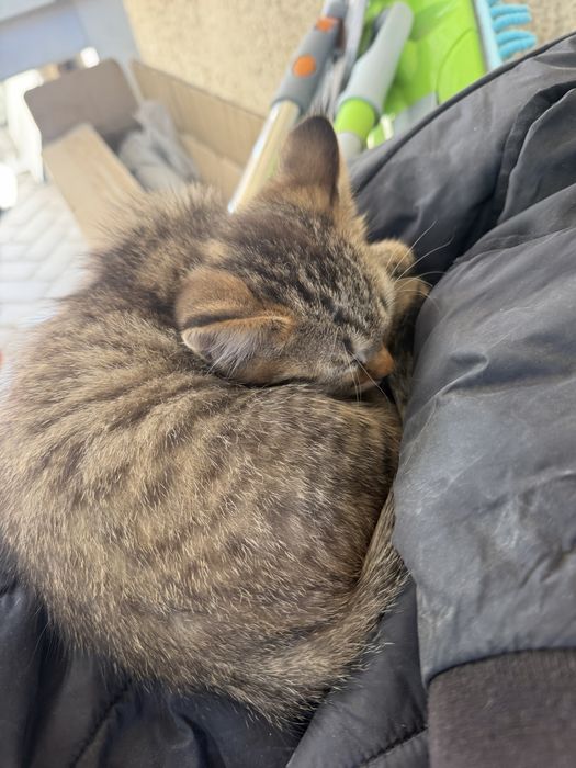 Котята бесплатно в добрые руки