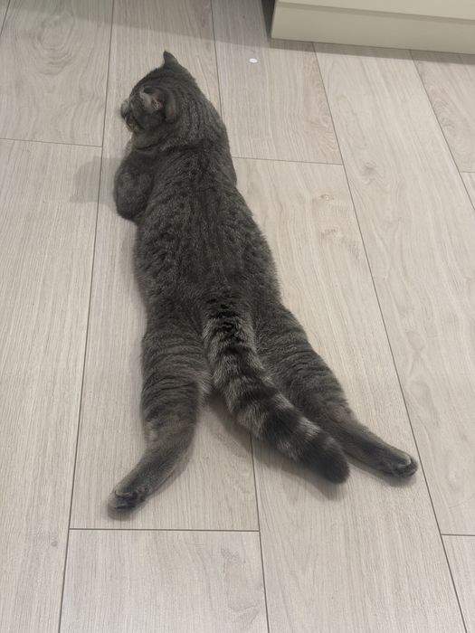 Отдам кота в добрые руки