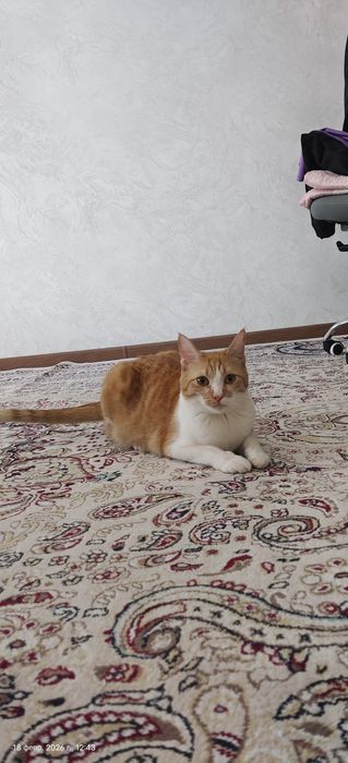 Отдам даром кота