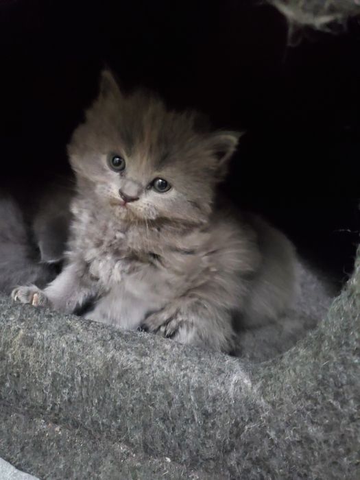 2 oylik mushuklar: erkak va ayollar mavjud