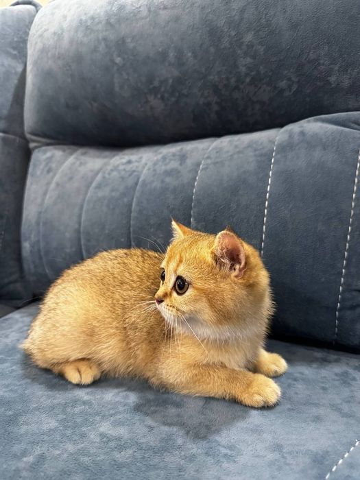 Залотиистий шиншилла