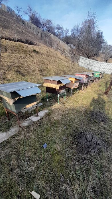 Familii albine, roiuri , rame cu albine.