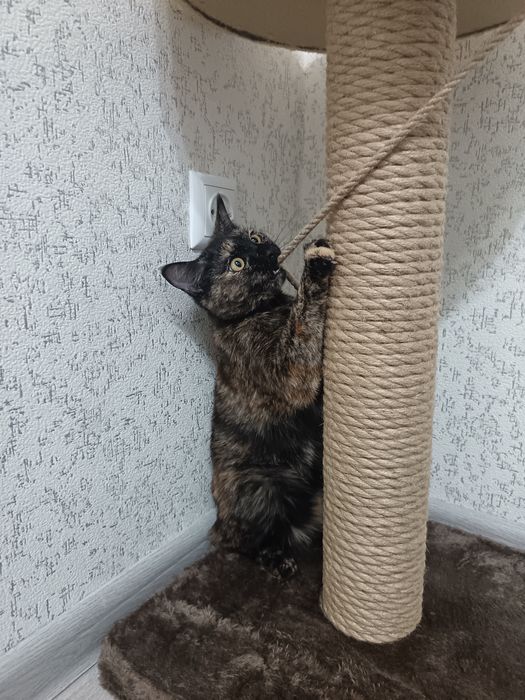 Пристратвается котенок в добрые руки