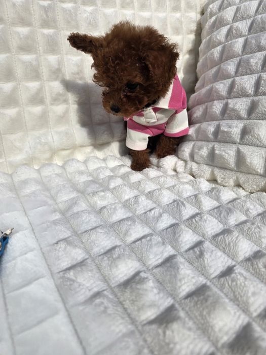 Резервирано!Пудел тийкъп момче с документ за произход