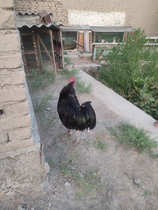 xo'roz sotiladi qora shaxzoda 1 yosh endi buladi
