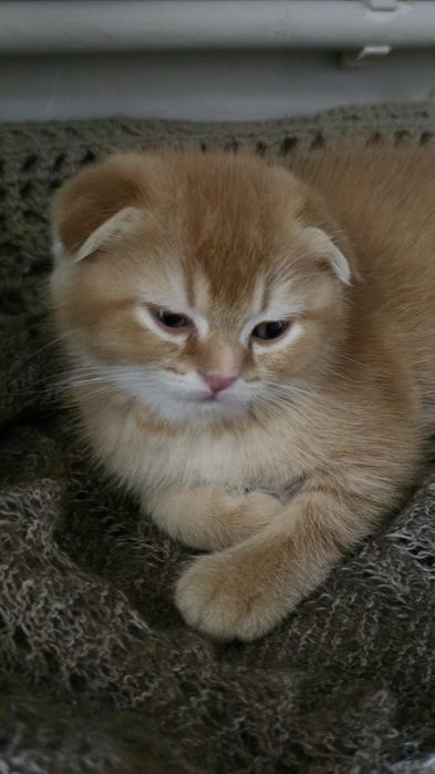 Шиншила вислоухая