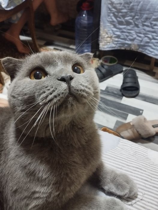 mushuk sotiladi zoti ШКОТ. jinsi erkak yosh 3 yoshda 100% sogʻlom