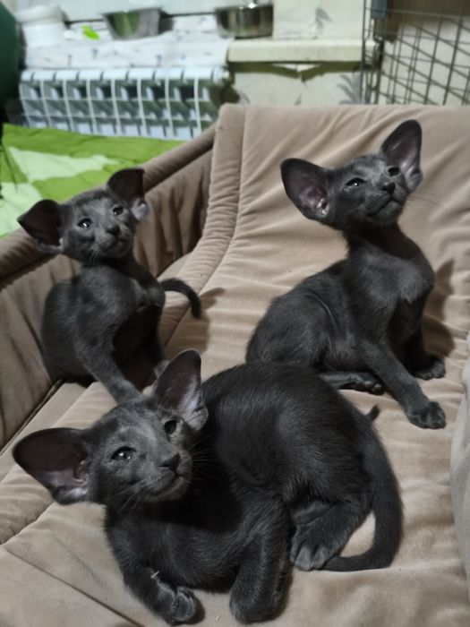 Ориентальные котята