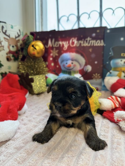 Щенки йоркширского терьера