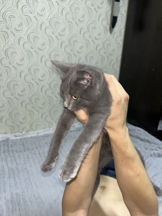серый малышочек!