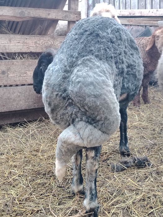 Oi caracul de Botoșani