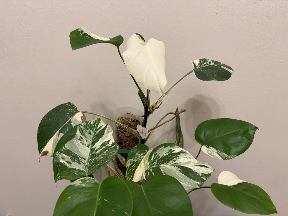 Черенок монстера альба вариегатный