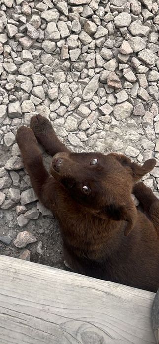 Щенок, девочка, 4 месяца, ищет любящий дом