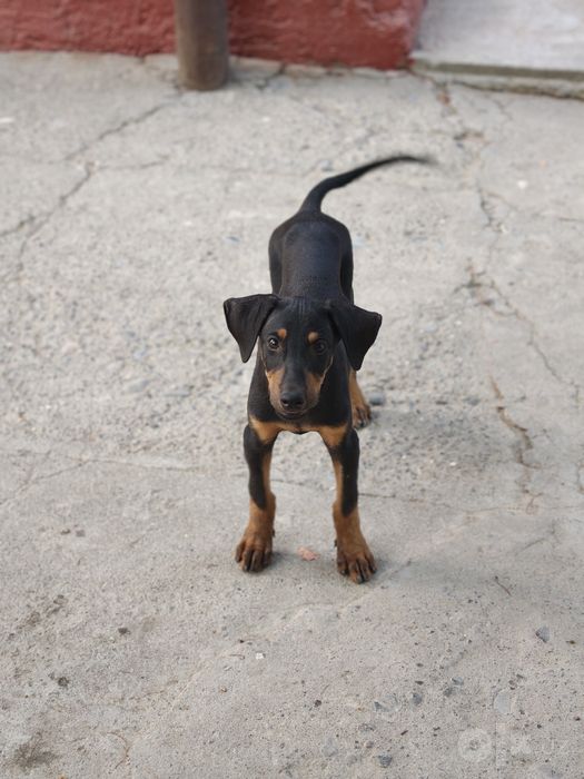 Doberman 3 oylik Erkak