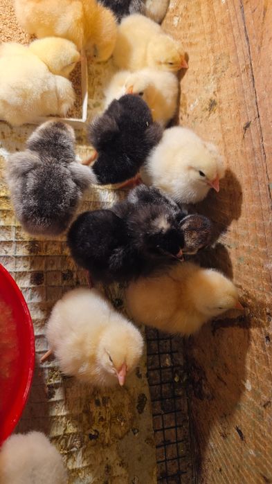 Pui rasa mixta 3zile