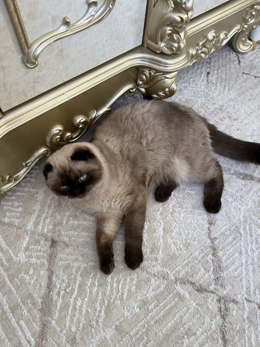 Кот на вязка Скоттиш фолд бесплатно