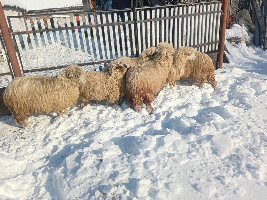 Oi  de vânzare Maramureș