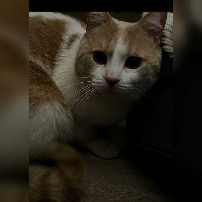 Найден кот СРОЧНО!