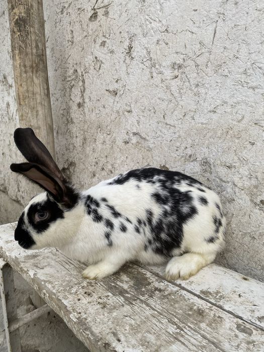 Velekan gibrt quyonlar