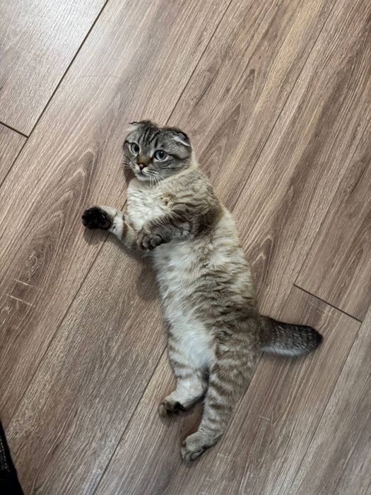 Отдам котенка вислоухого