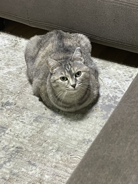 Кошка в добрые руки