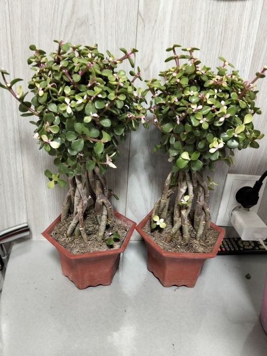 Продам денежное дерево