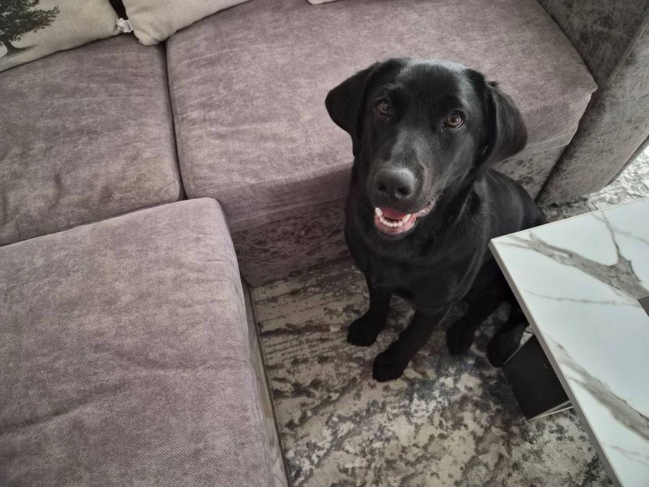 Продается лабрадор чистый 6 месяцев