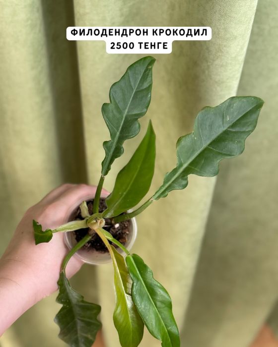 Комнатные растения