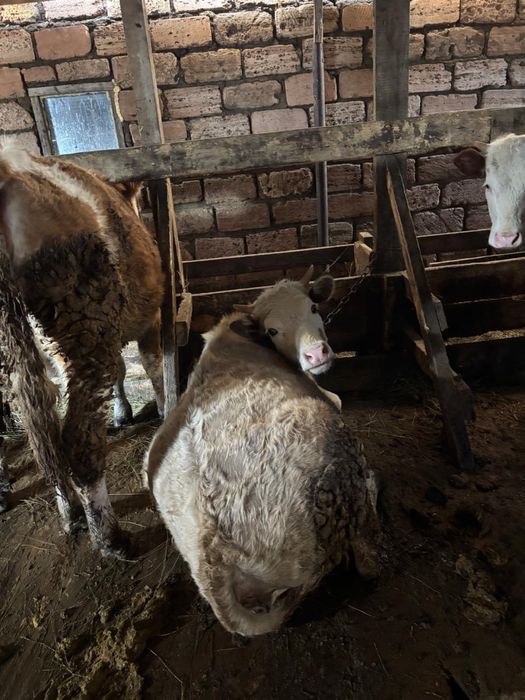 Бұқа, қашар, сиыр сатыладыы