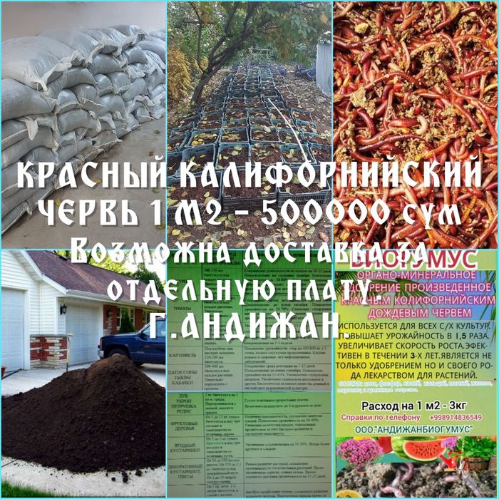 Красный Калифорнийский червь для производства биогумуса.