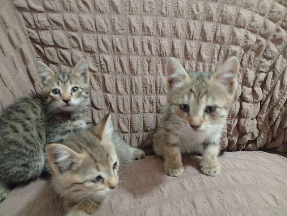 Отдам в хорошие руки котята
