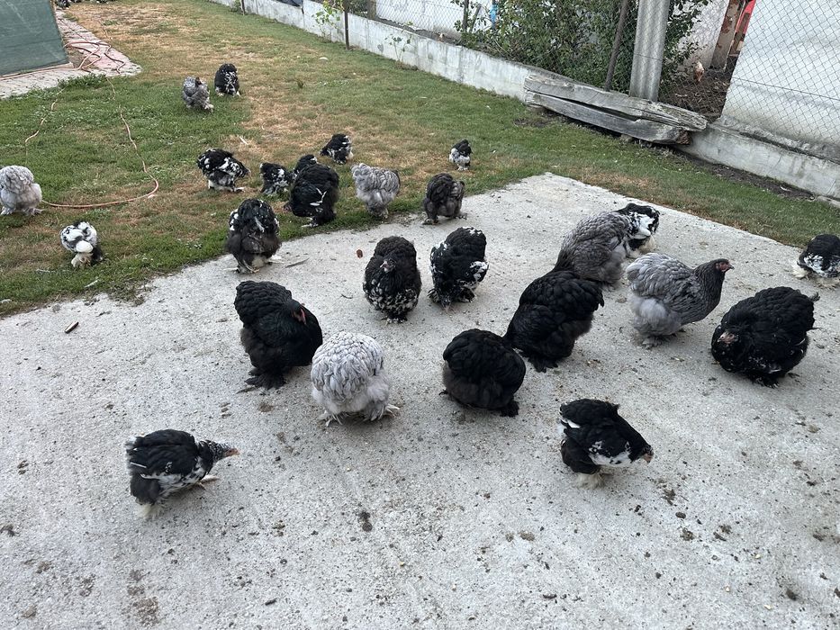 Pui si puice cochinchia urias albastru si bobat