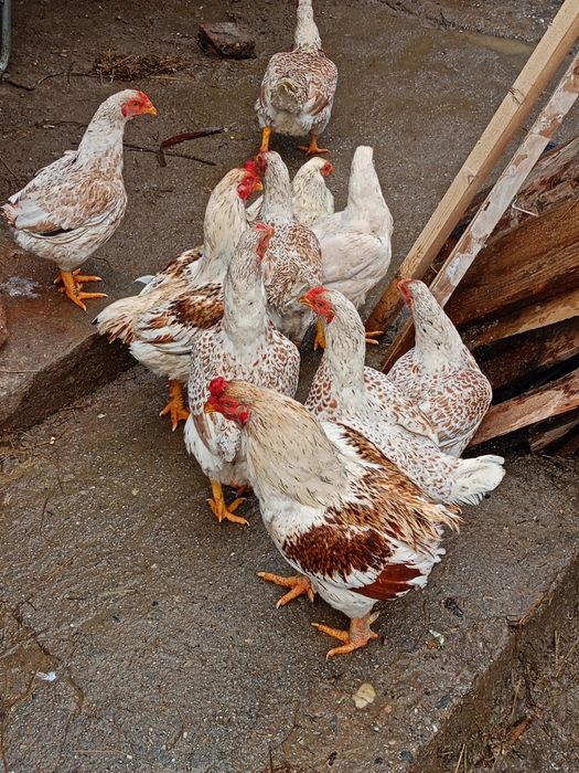 De vânzare cocoși de rasă Combatant indian, Wyandotte, Araucana și Jer