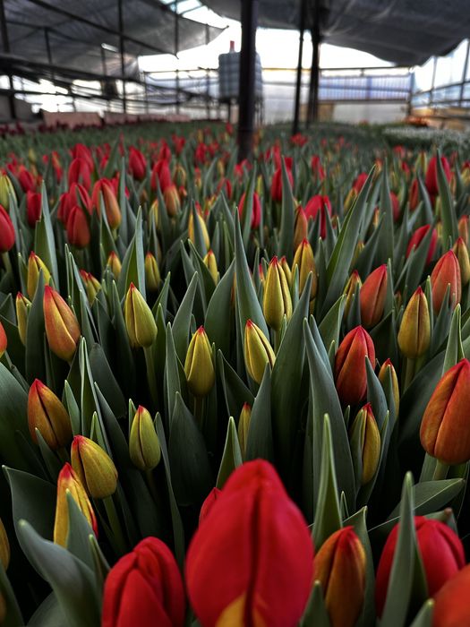 Тюльпаны оптом и розницу