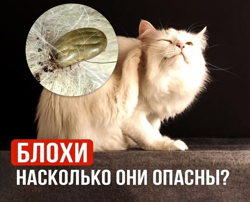 Дезинфекся услугй