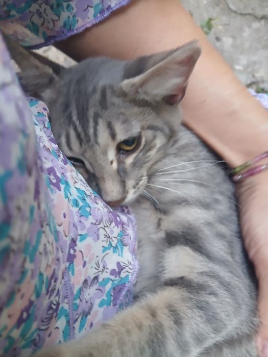 Малък сладур с приключенски дух търси дом