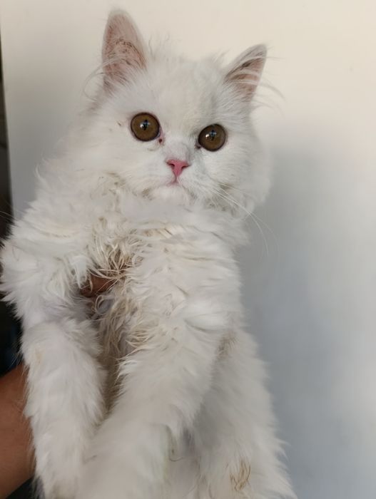 Продам шотландского котёнка